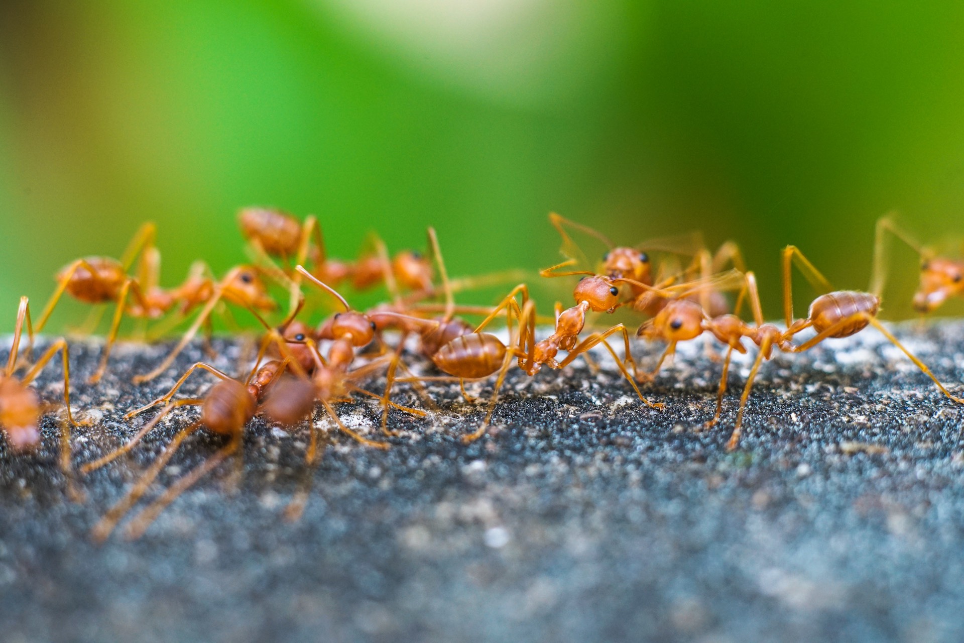 Fire ants are taking advantage of Australian flooding to colonize new areas