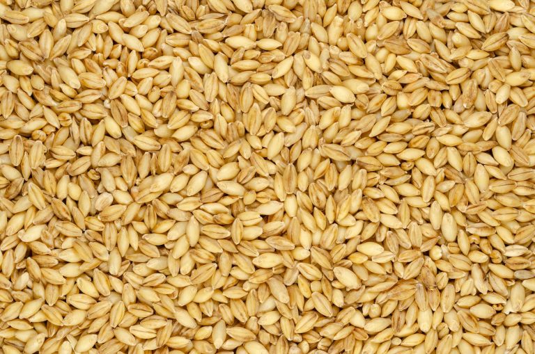 Jordan issues tender to buy 120K tonnes feed barley
